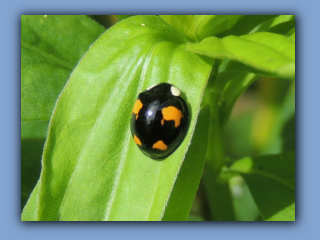 Harlequin Ladybirds. Hetton Park. 16th July 2023 2.jpg